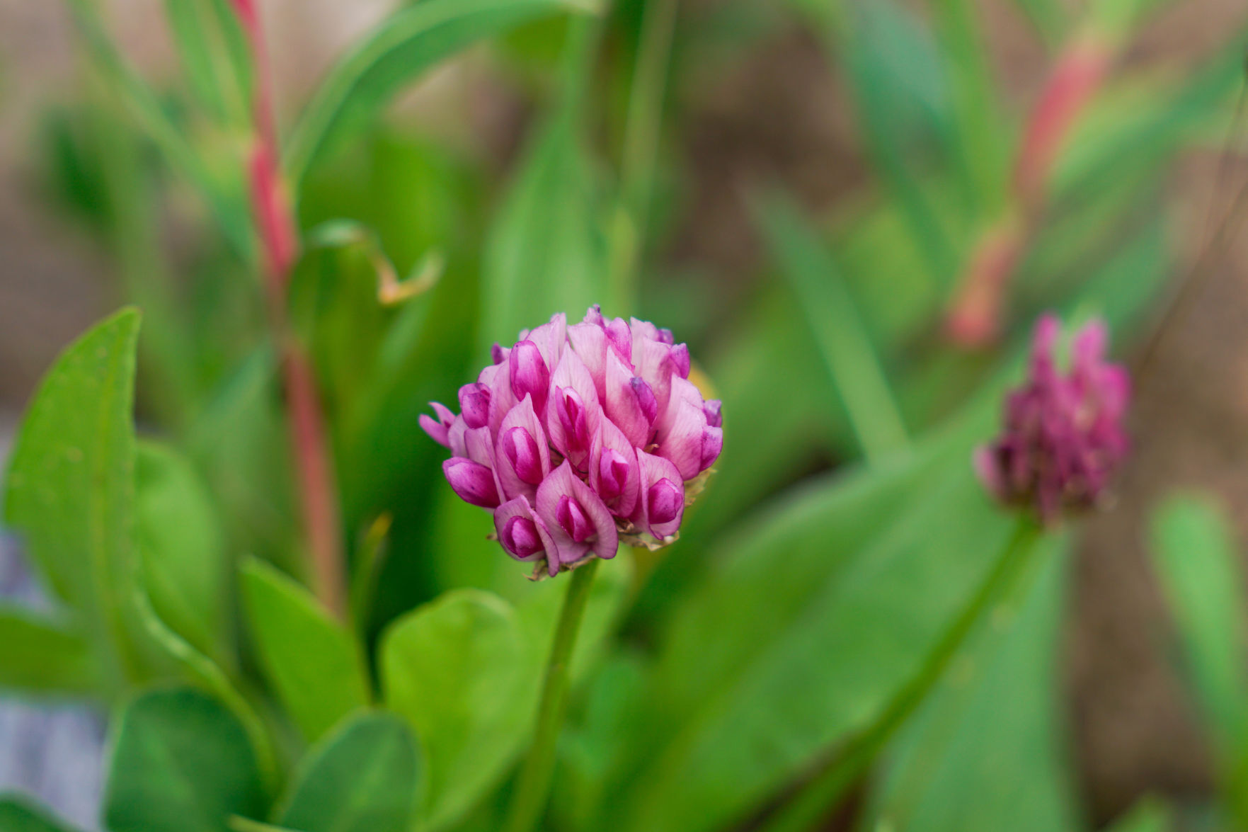 Parry's clover